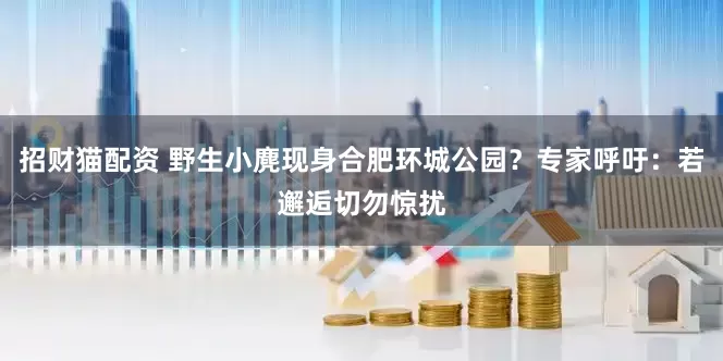 招财猫配资 野生小麂现身合肥环城公园？专家呼吁：若邂逅切勿惊扰